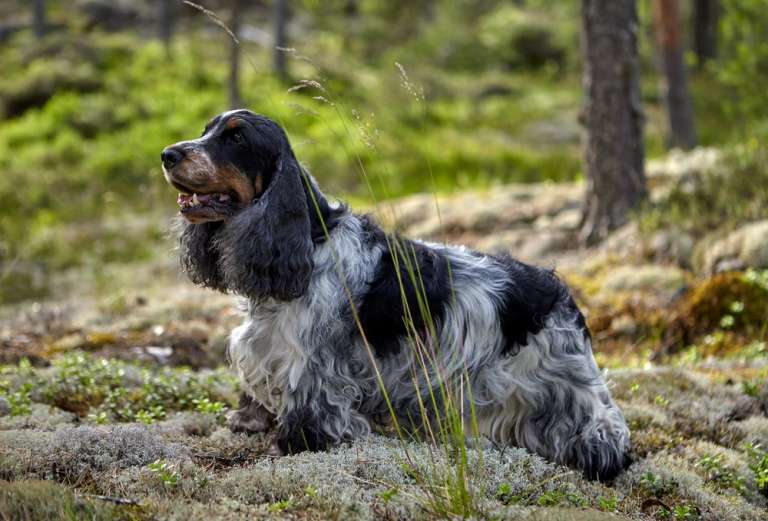 Cocker Spaniel Breed Information Guide: Photos, Traits, & Care | BARK Post