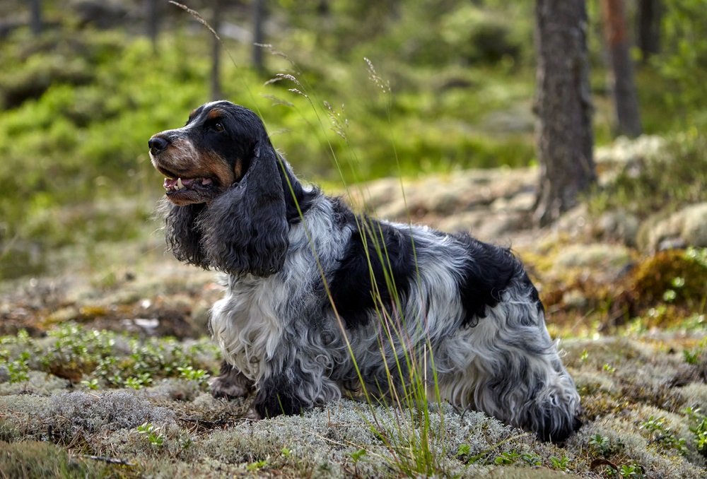 cocker spaniel americano puppies