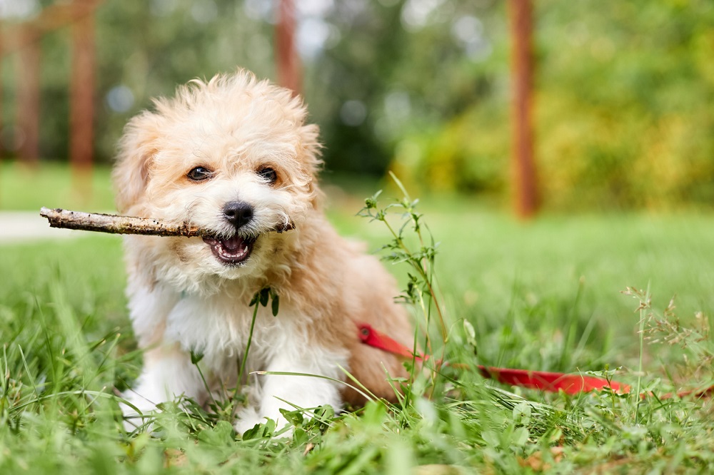 Maltipoo with a stick