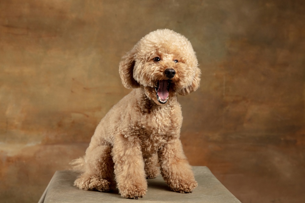 Toy Poodle Dog Breed Information