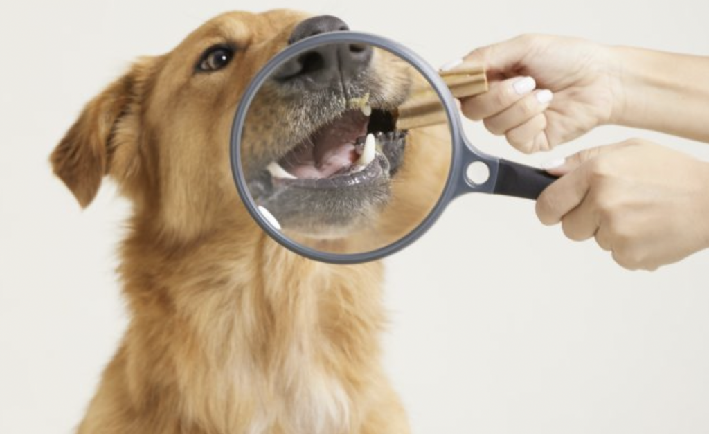 dog getting teeth examined with dental chew