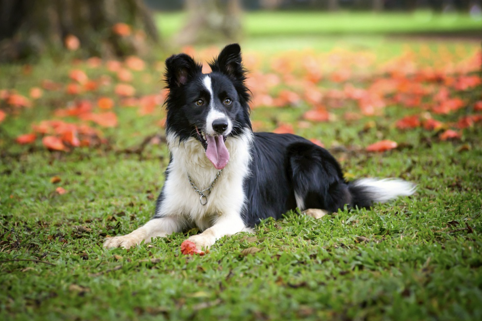 are border collies born with short hair
