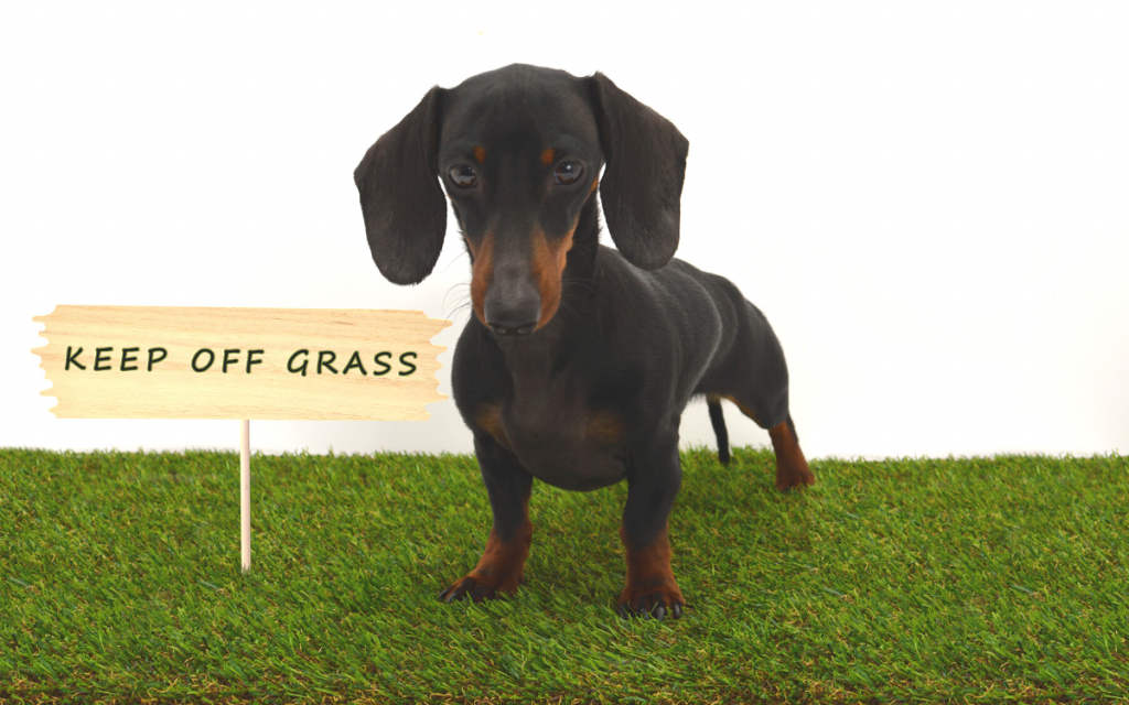 dachshund and a keep off grass sign