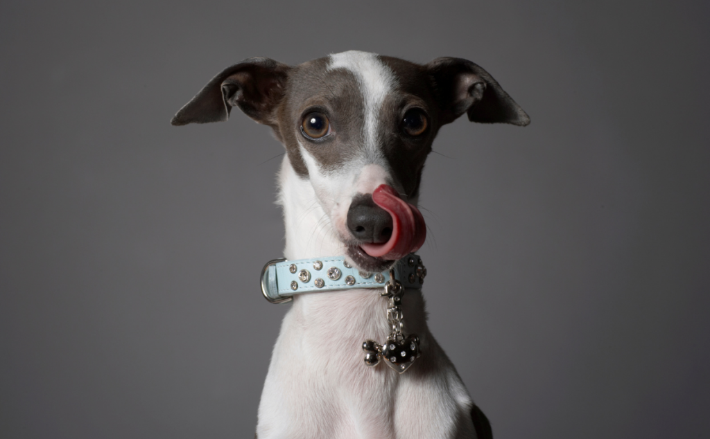 italian greyhound licking its nose