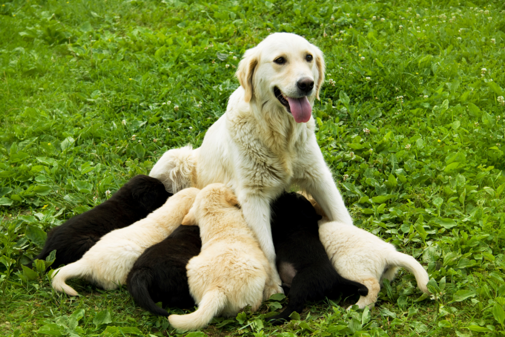 dog with puppies on the grass