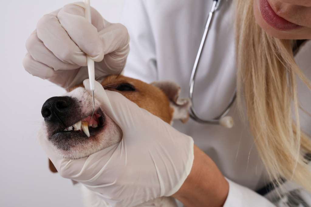 Veterinarian hand scaling on terrier
