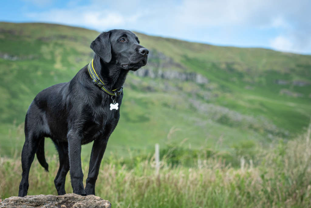 Black Labrador retriever standing attentively in a field of long grass