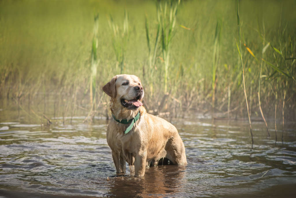 Yellow lab standing in a pond in summer
