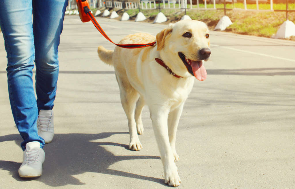 Owner and yellow Labrador Retriever dog walking together in the city