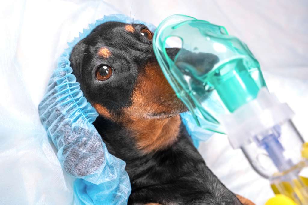 Dachshund wearing a surgical cap and having an anesthesia mask put on