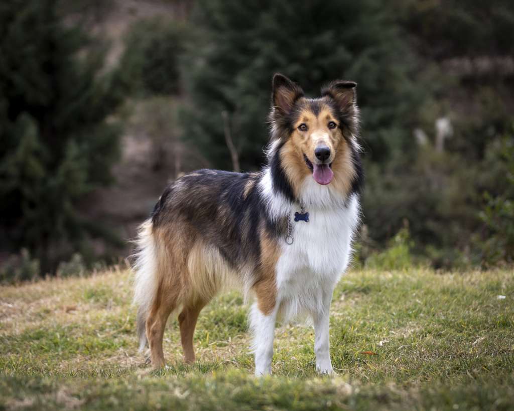Rough collie standing in a field