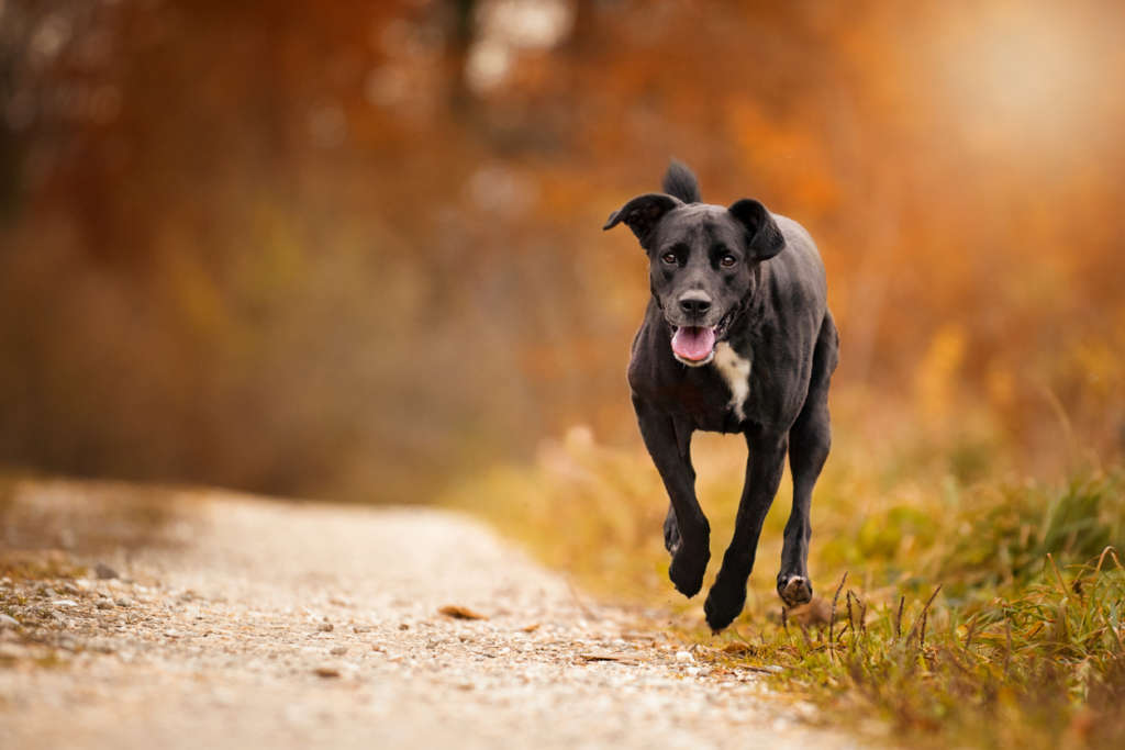 Black labrador mix running on a forest path in autumn 