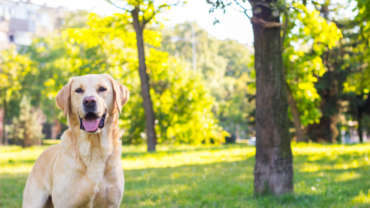 Smiling labrador in a park