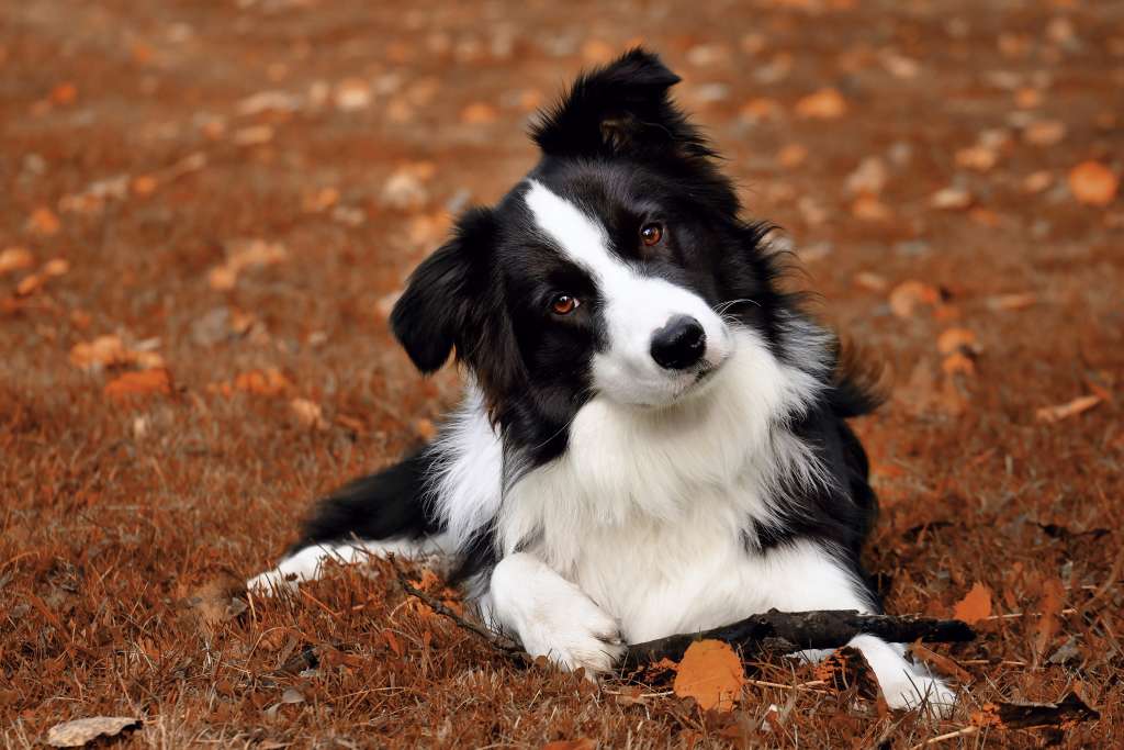 when do border collies get their full coat