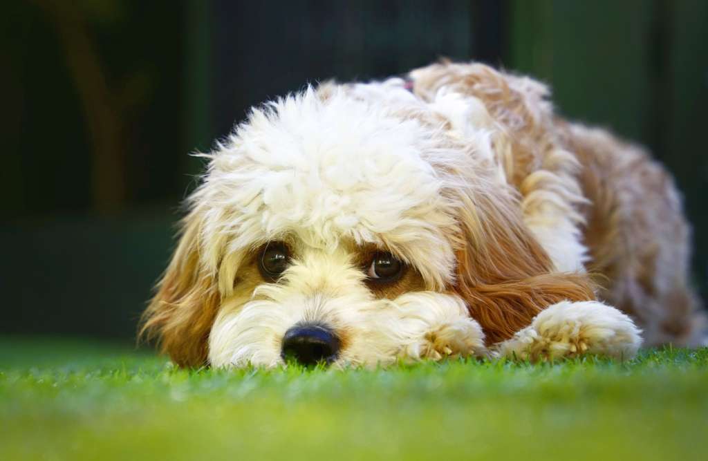 Cavapoo puppy laying in grass