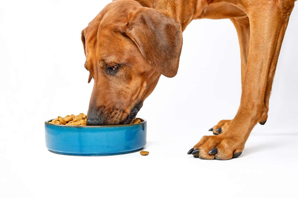 Rhodesian ridgeback dog eating dry food from bowl