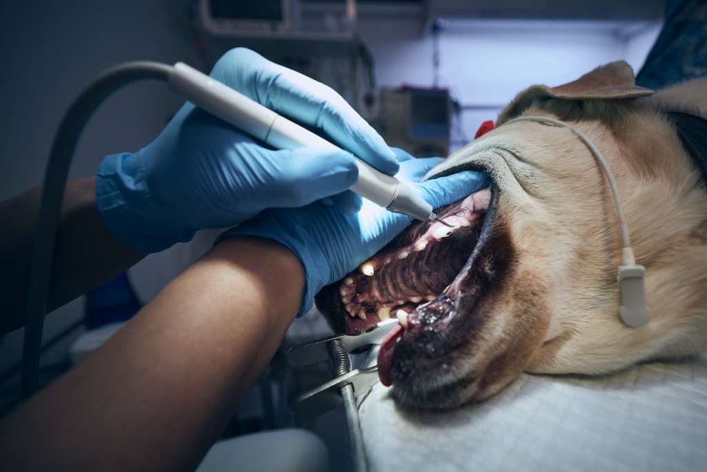 Veterinarian cleaning a dog's teeth using ultrasonic scaling