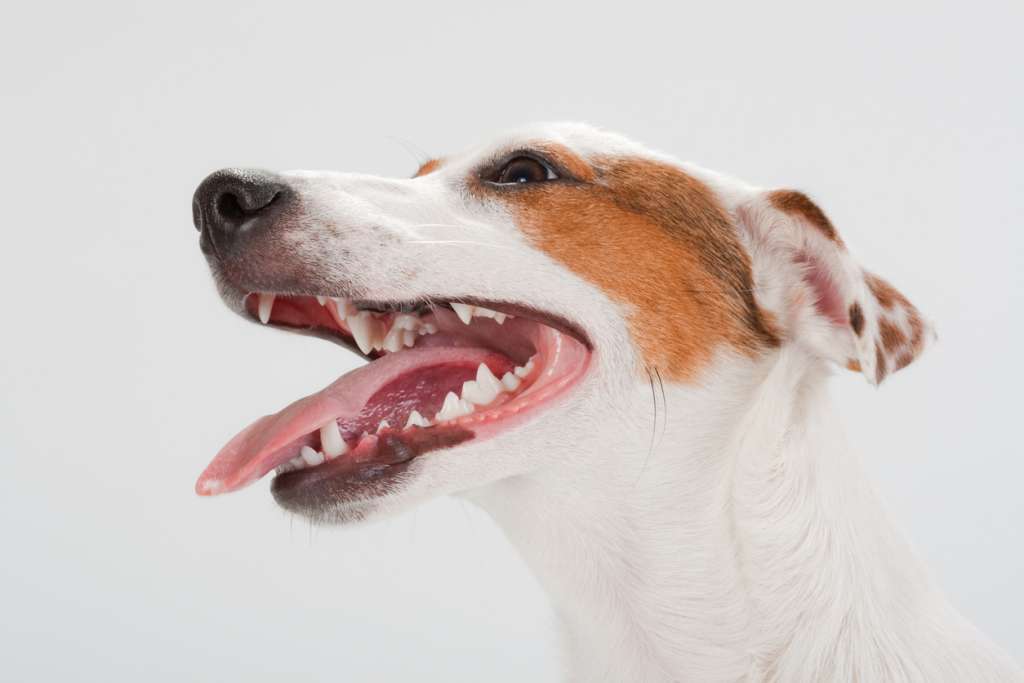 Closeup of smiling Jack Russell Terrier