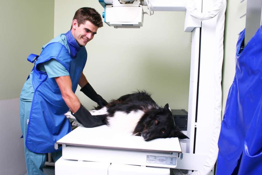 Vet x-raying a dog