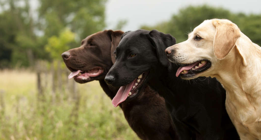 A chocolate, black, and yellow lab standing and smiling together