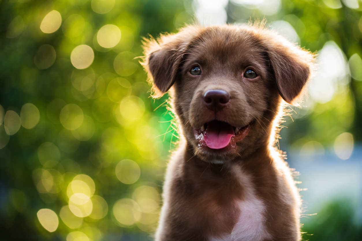 Puppy Food Vs Adult Dog Food What s The Difference BARK Post