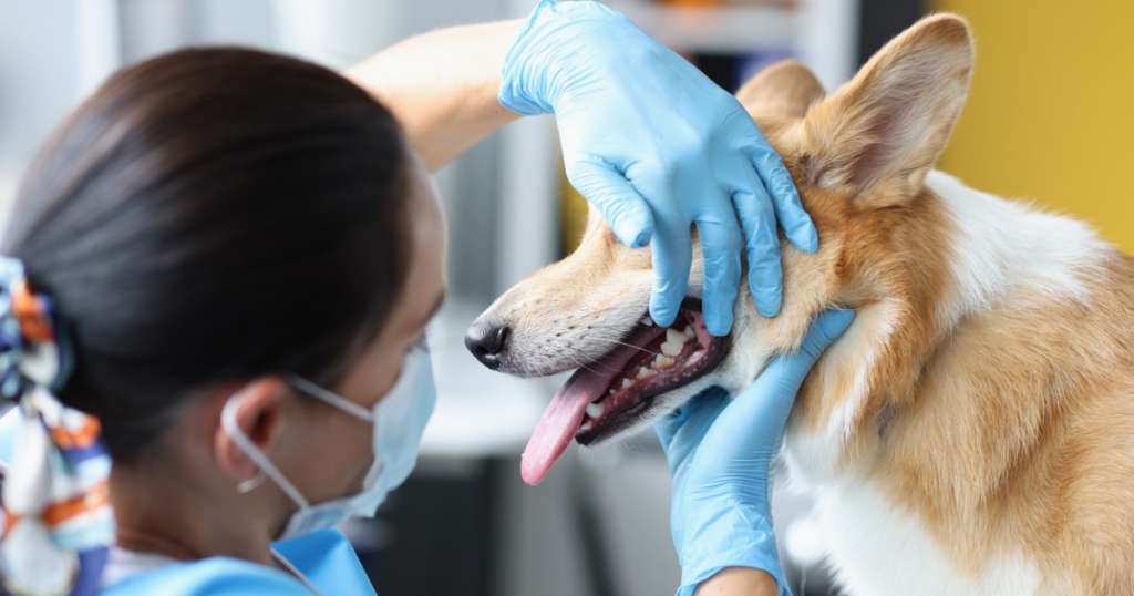 Corgi having its teeth examined by a vet