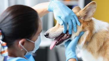 Corgi having its teeth examined by a vet