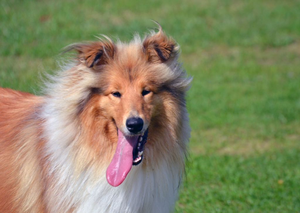 collie dog panting with long tongue