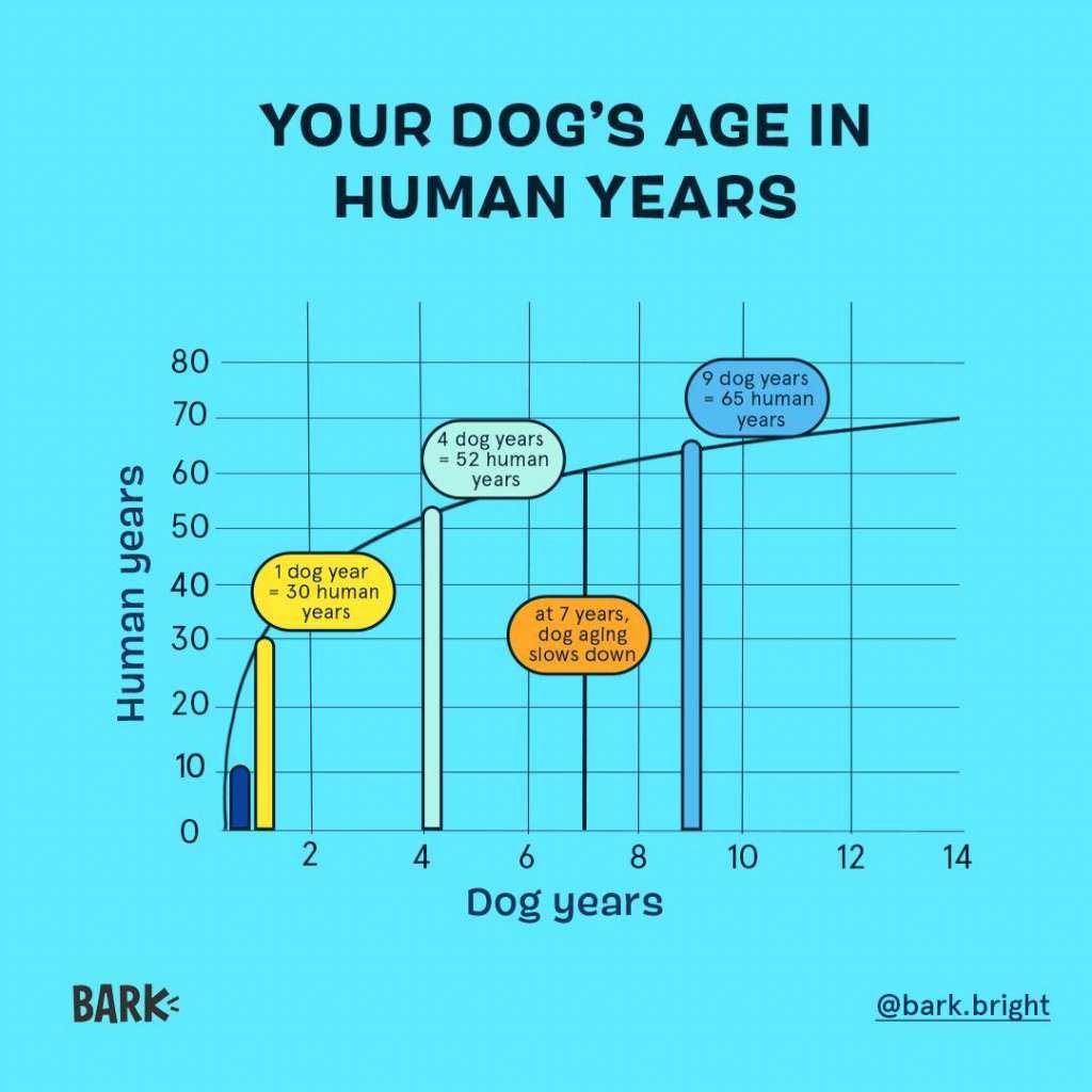 graphic showing new calculation of dog years to human years.