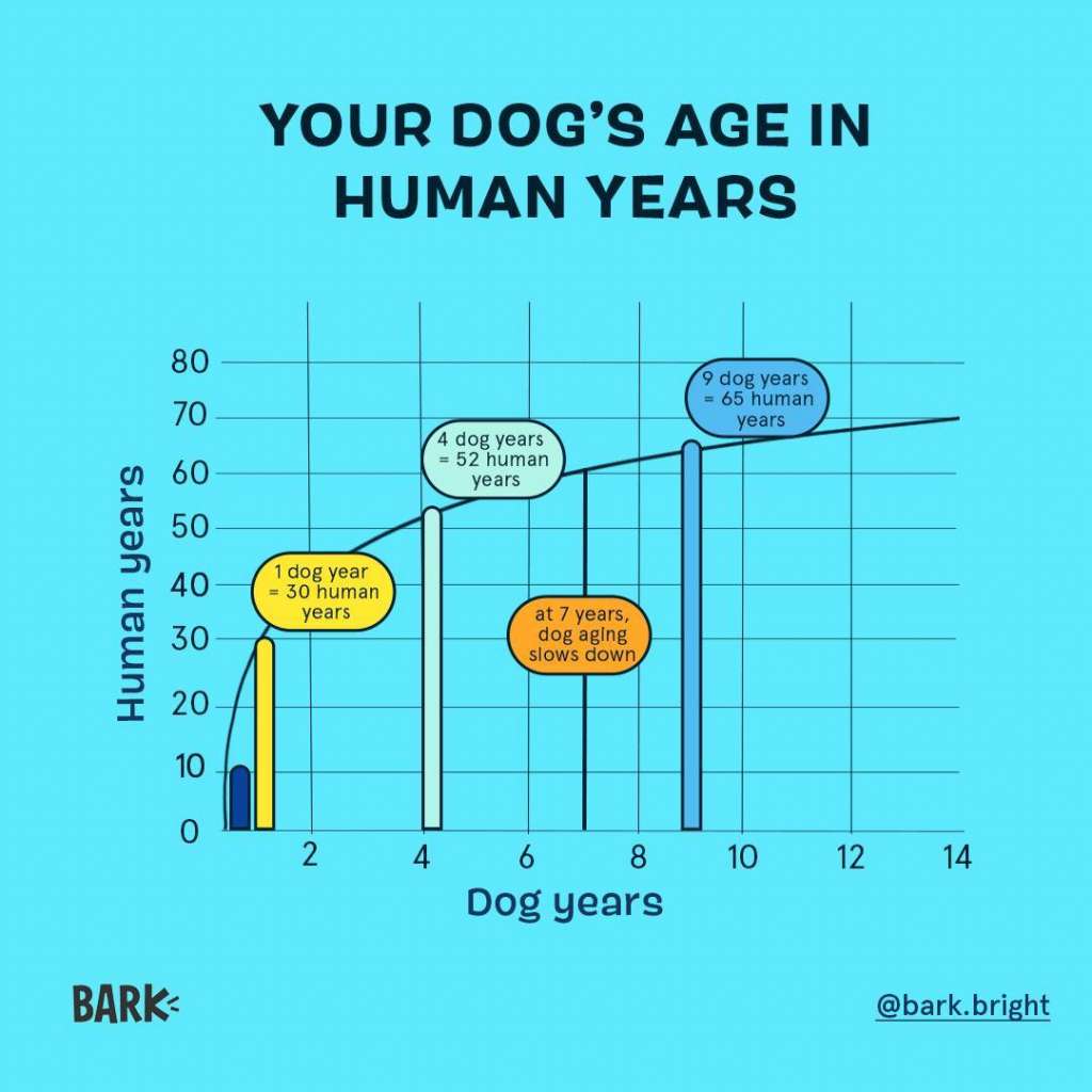 Dog Years To Human Years