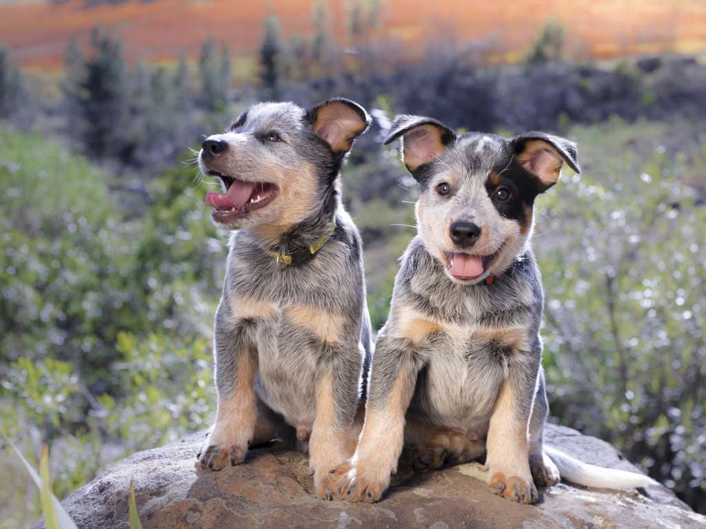 Blue Heeler Breed Information Guide: Photos, Traits & Care