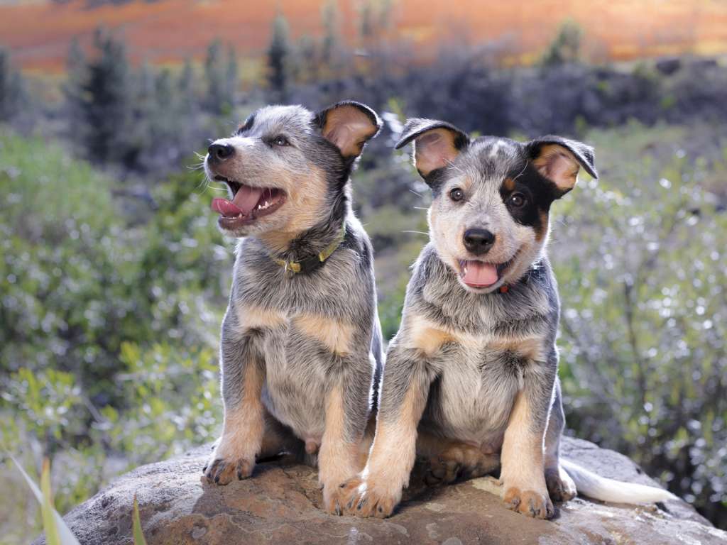 Grooming a blue store heeler