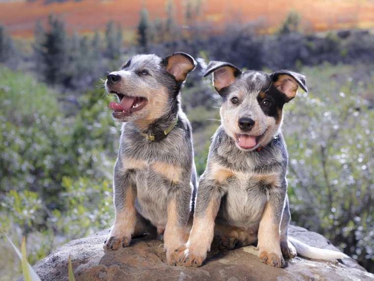 Blue Heeler Breed Information Guide Photos, Traits & Care BARK Post