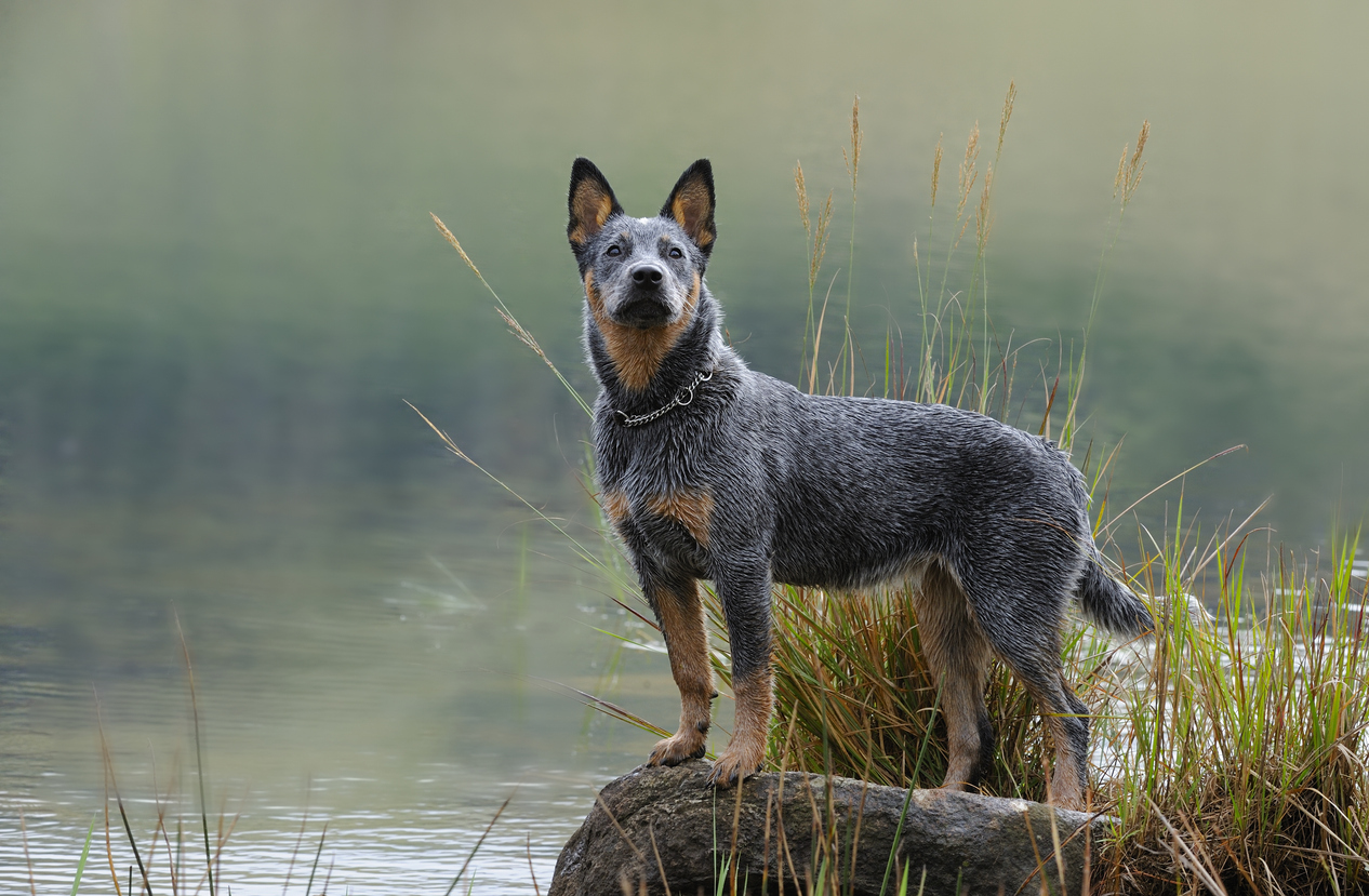 Blue Heeler Breed Information Guide: Photos, Traits & Care