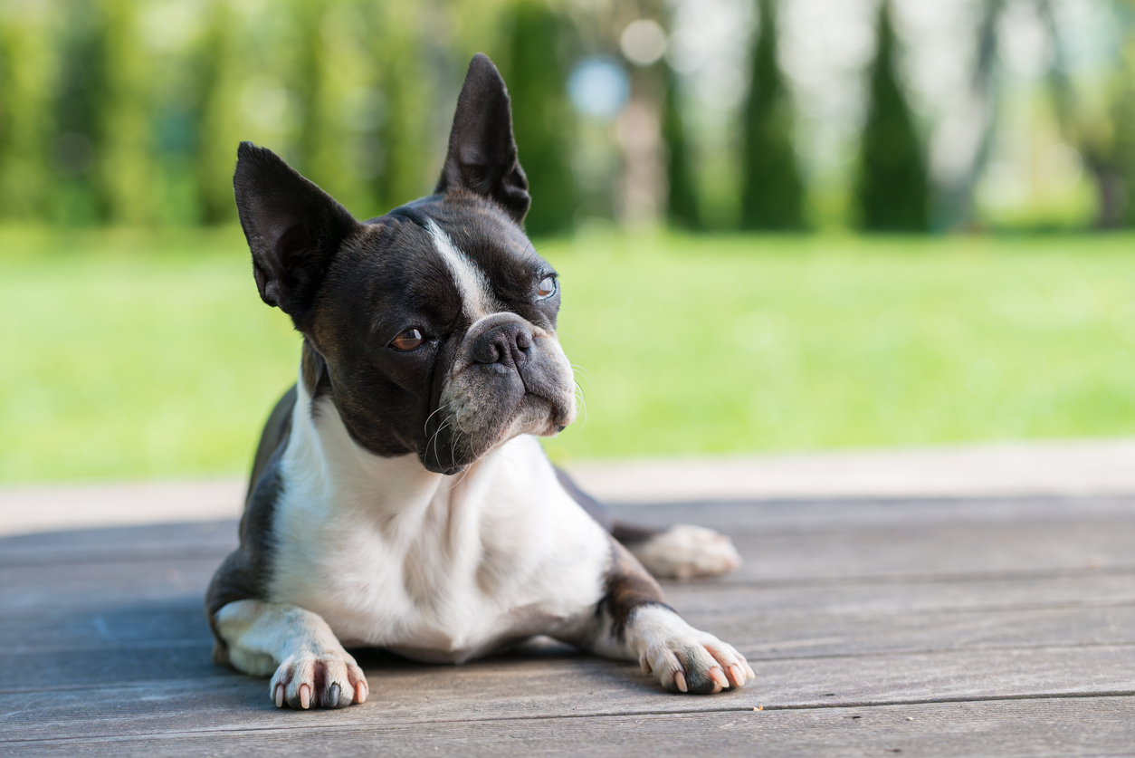 how much do boston terriers bark? 2