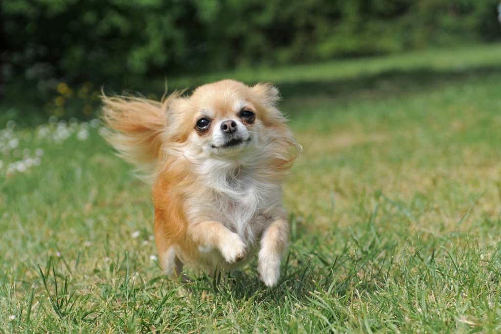 how-long-do-chihuahuas-live-bark-post