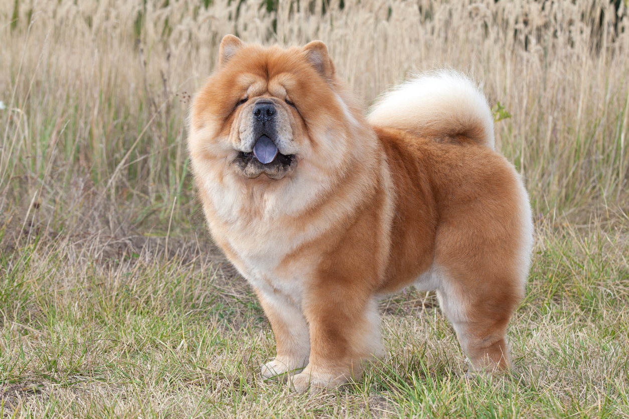 Chow Chow Breed Information Guide: Photos, Traits, & Care - BARK Post