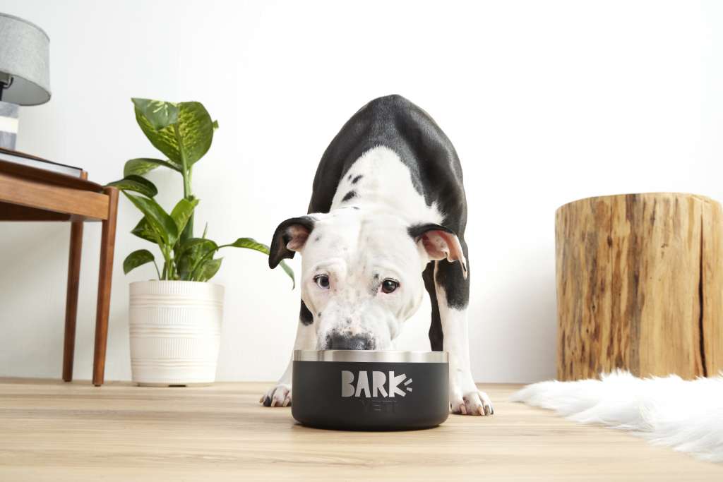 pit bull with bark yeti bowl