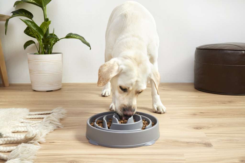 labrador with slow feeder bowl