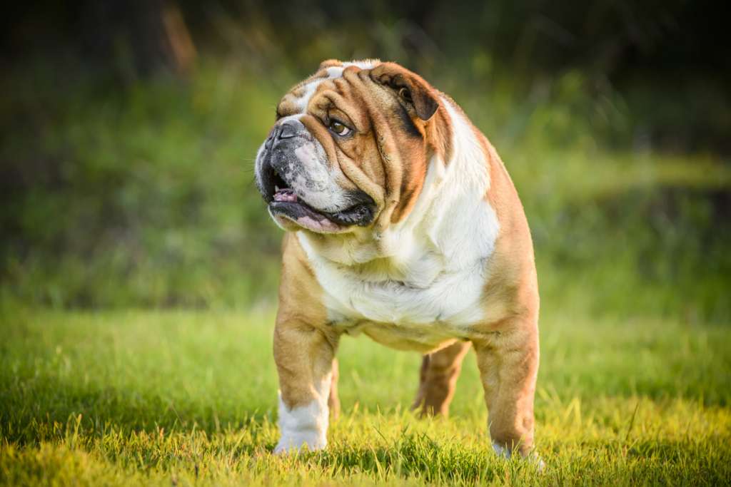 muscular english bulldogs