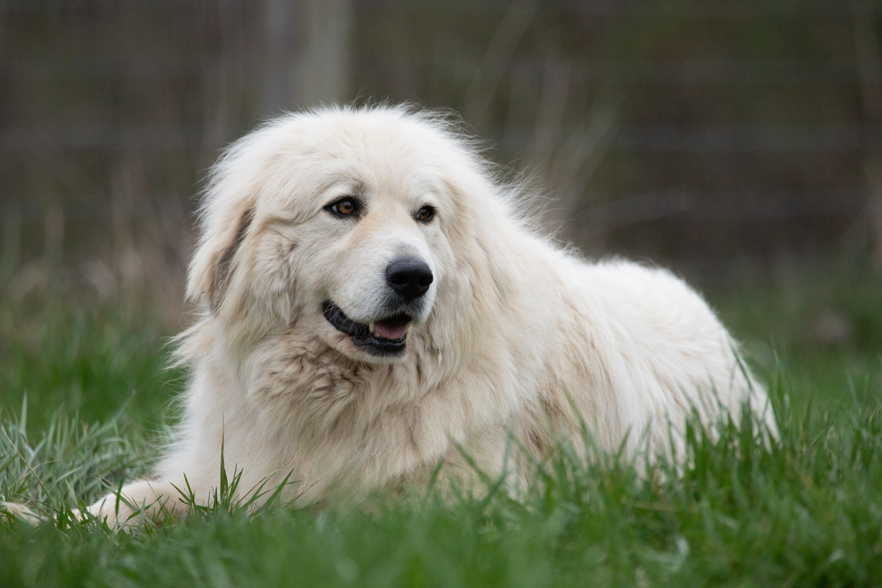 Great Pyrenees Breed Information Guide & Care | BARK Post