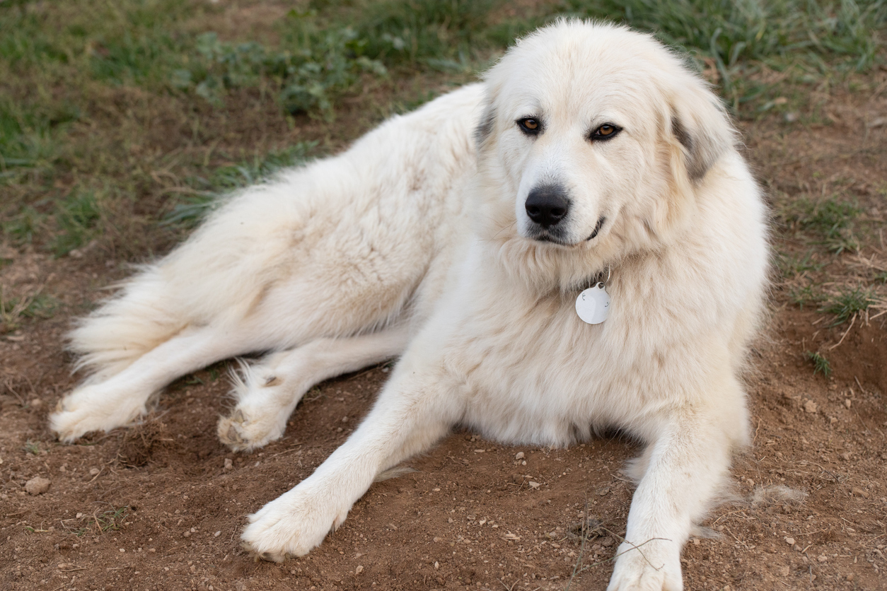 Great Pyrenees Breed Information Guide & Care | BARK Post