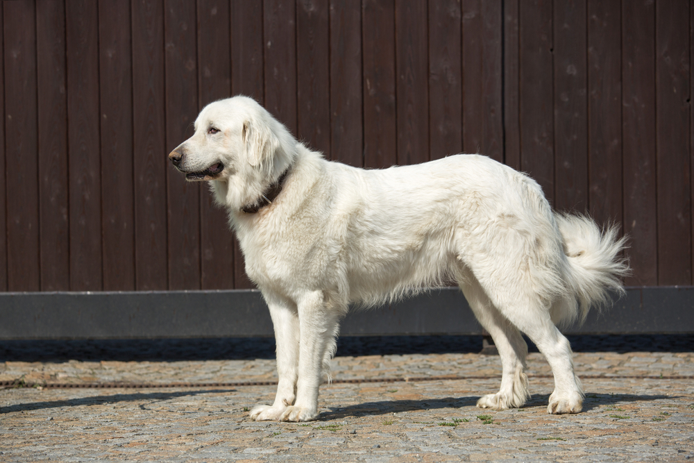 what do you need to know about pyreneese mountain dogs