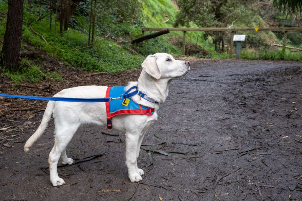 golden lab in a harness