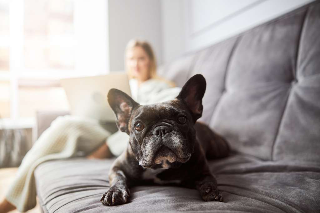 french bulldog on a couch