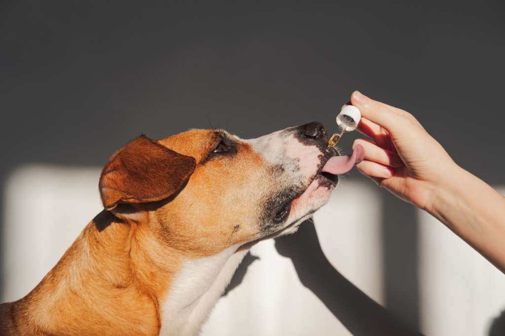 dog eating a supplement
