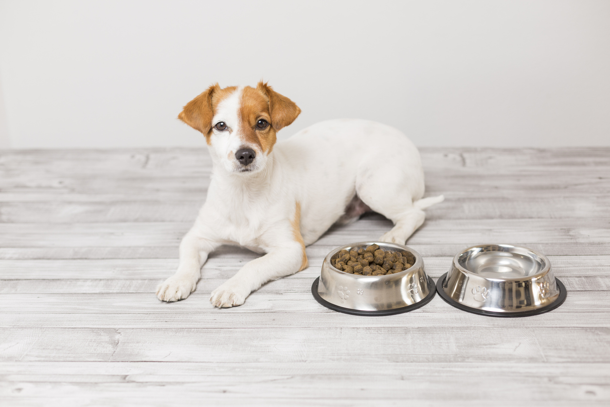 How Much Food Should I Feed My Puppy? BARK Post