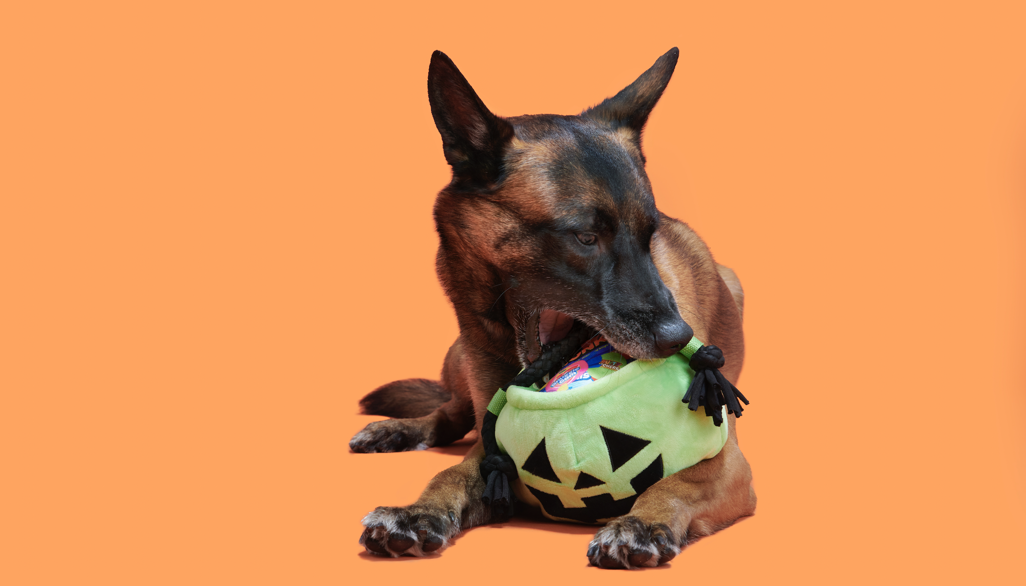 BARK LickDip Halloween Candy Dog Toy, Made with Crazy Crinkle + a Squeaker  