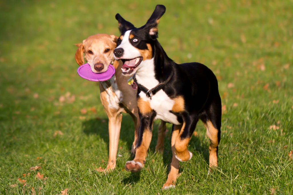 two pups playing with a frisbee