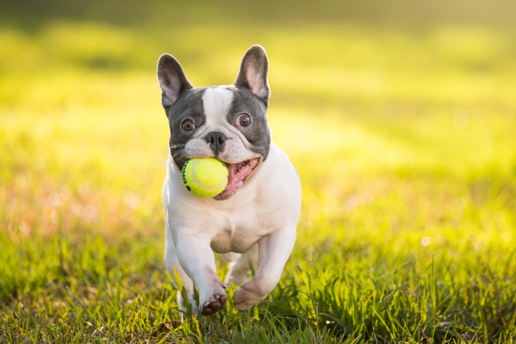 frenchie puppy with tennis ball